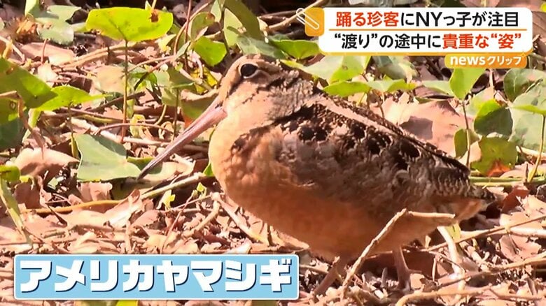 NYマンハッタン中心部の公園に“躍る鳥”出現　ノリノリな珍客、実は渡り鳥だった　「普段と違って･･･」視線くぎ付け｜FNNプライムオンライン