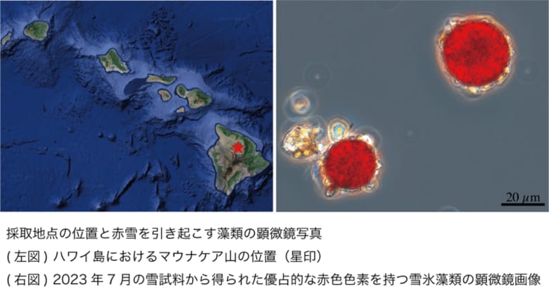 【大阪工業大学】世界で最も孤立した雪氷圏・ハワイ島マウナケア山で雪氷藻類による「赤い雪」を発見