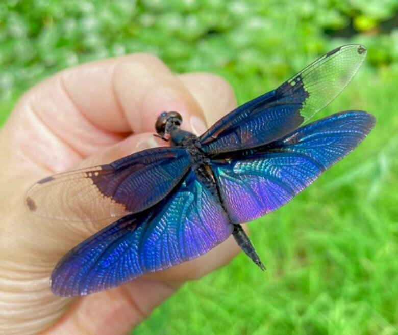 艶やかな輝きの羽「チョウトンボ」が美しい! 飛び方は蝶のようにヒラヒラ…専門家に生態を聞いた｜FNNプライムオンライン