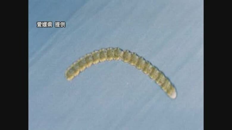 海水温低いのに…愛南の御荘湾で有害赤潮を確認　危険濃度の１．６倍　２０１８年に３．８億円被害【愛媛】｜FNNプライムオンライン