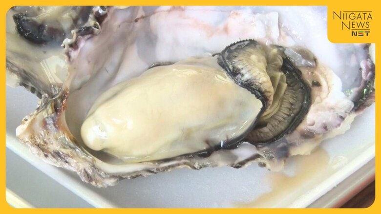 不漁続く佐渡・加茂湖の“牡蠣” 温暖化影響に手の打ちようなく「今後廃れてしまうのでは…」 水揚げは平年の6割ほどに留まる見込み｜FNNプライムオンライン