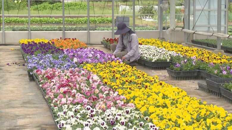 ハウス内で20種類を栽培…『パンジー』の出荷が最盛期 これからの時期に開花し寒さに強く 三重県紀北町｜FNNプライムオンライン