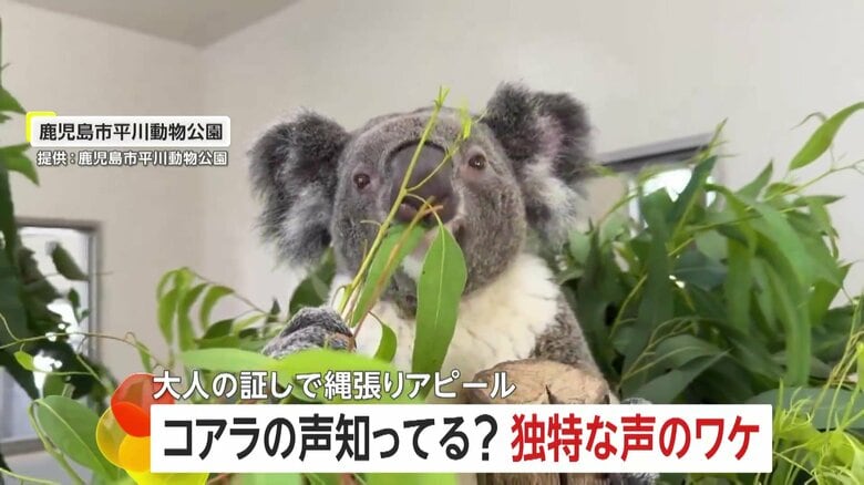 独特過ぎる…低く野太く渋いコアラの声！滅多に鳴かないのに20秒以上発声のワケは…“縄張り”アピール　鹿児島市平川動物公園｜FNNプライムオンライン