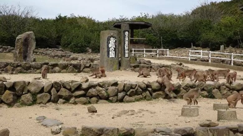 小豆島の観光名所「お猿の国」大阪の会社に事業譲渡　施設周辺のニホンザル群は県の天然記念物【香川】｜FNNプライムオンライン