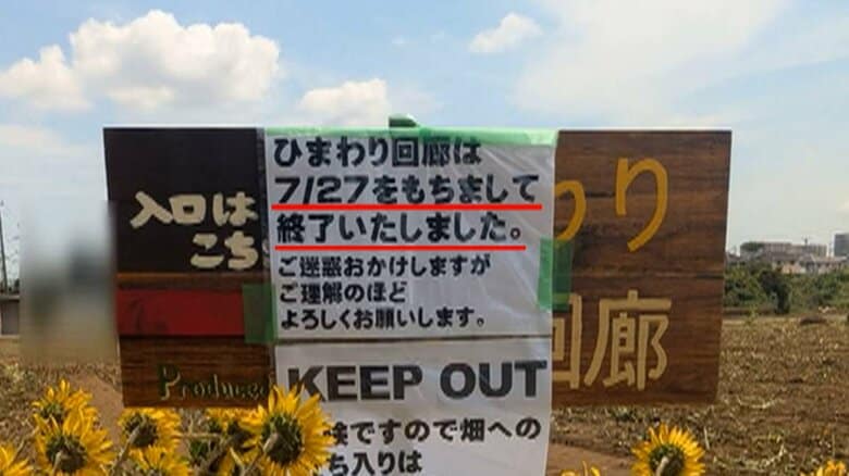 【独自】満開の“ひまわり回廊”を伐採　“映えスポット”として拡散…殺到した観光客による迷惑行為で　千葉・習志野市｜FNNプライムオンライン