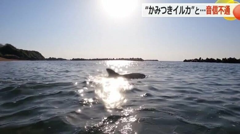 “かみつきイルカ”消息不明　福井県が発信器を装着も…信号途絶える　海水浴シーズン前に戦々恐々｜FNNプライムオンライン