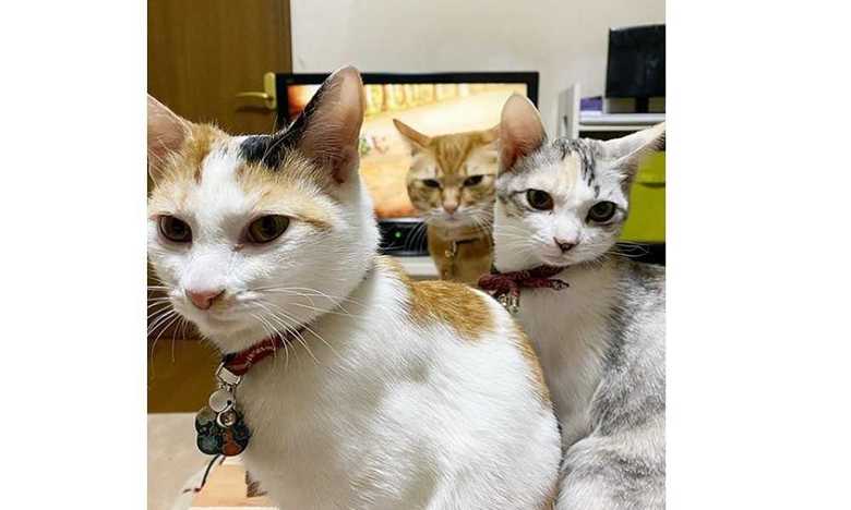 先輩猫の「与太郎」ちゃん、「かりんとう」くんと。1番右がふーちゃん
