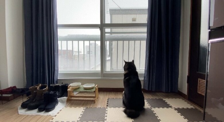 「雪降ってる…」この後、散歩に連れて行ってと何度もチラ見してくるそう