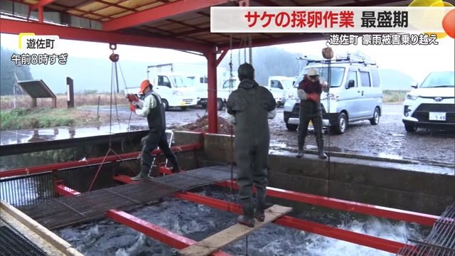 採卵作業風景