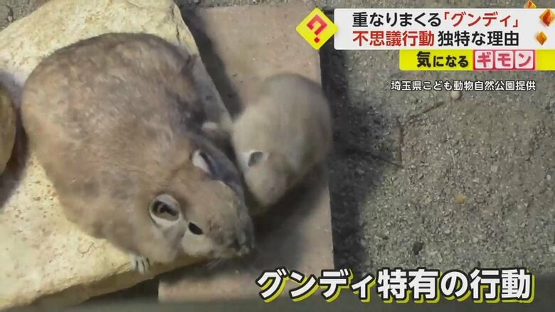 身を寄せあう2匹のグンディ