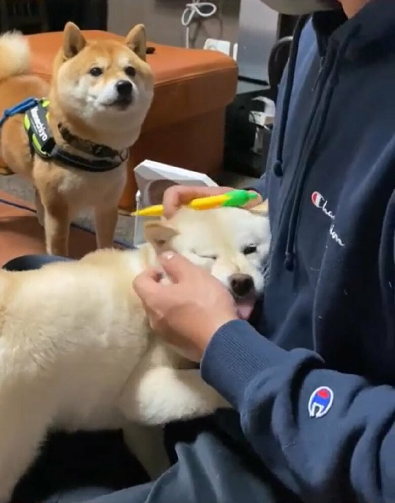 モチ代ちゃんは勝ち誇ったような表情を見せていた