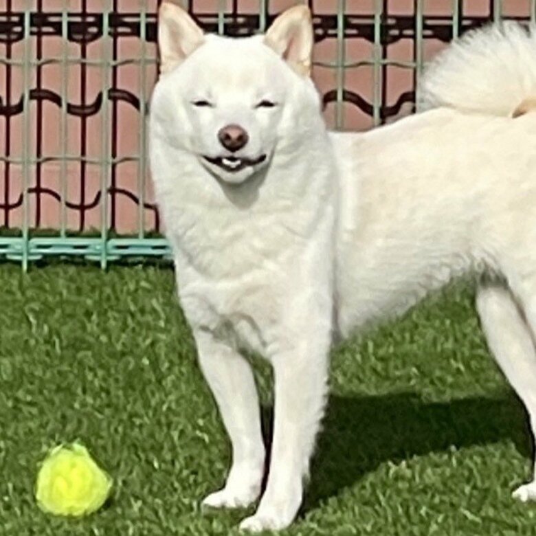 遊んでいる時もこの表情