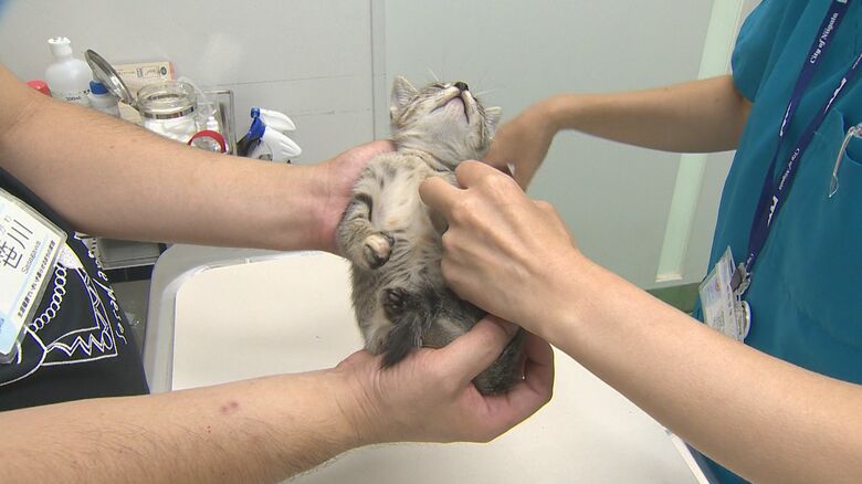 保護された猫