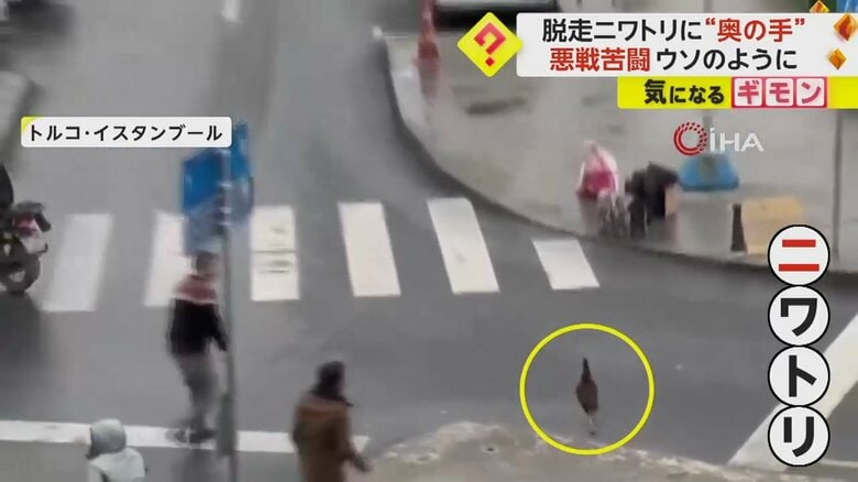 朝の通勤時間帯にバスを待つ飼い主から逃げ出したニワトリの様子②