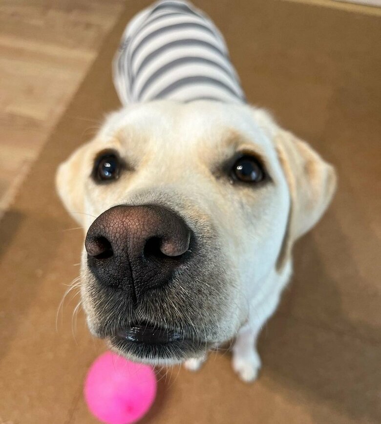 つやつやなお鼻