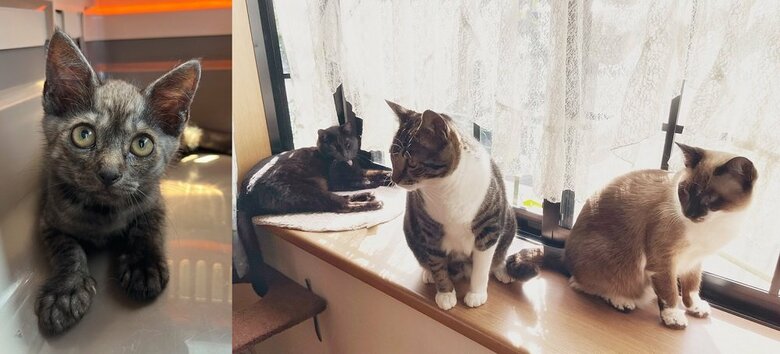 現在は4匹で暮らしている。左の子猫が新入りで、窓際の1番右がつむぎちゃん　