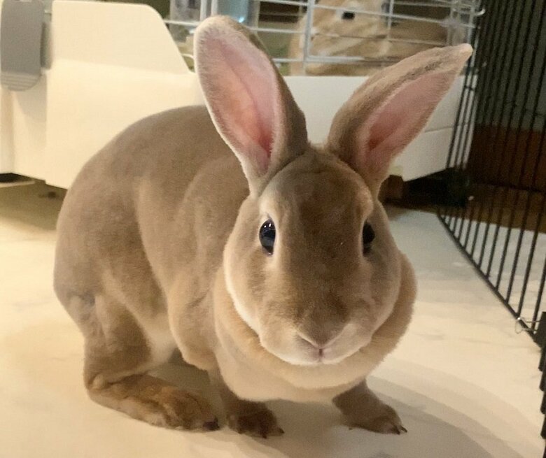 テンテンちゃん