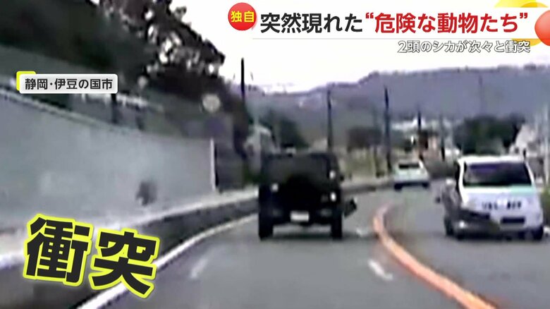 シカ2頭が次々と車にぶつかる瞬間（10日、静岡・伊豆の国市）⑥