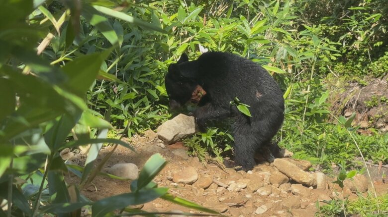 2025年8月4日に富山市有峰の登山道に現れたクマ