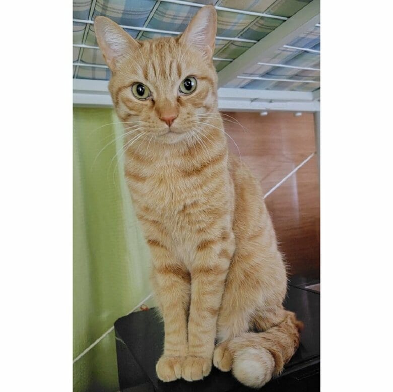 少し細身の体格だという茶太郎くん