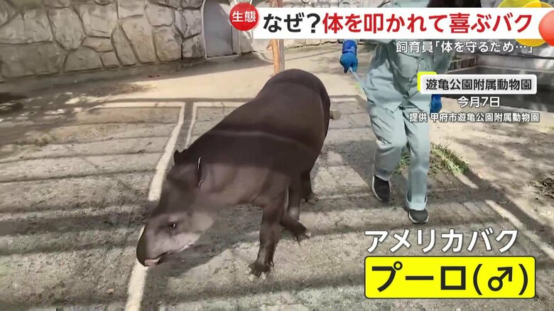 飼育員に体をぺちぺちと叩かれているオスのアメリカバク｢プーロ」君（7日、山梨・甲府市遊亀公園附属動物園）