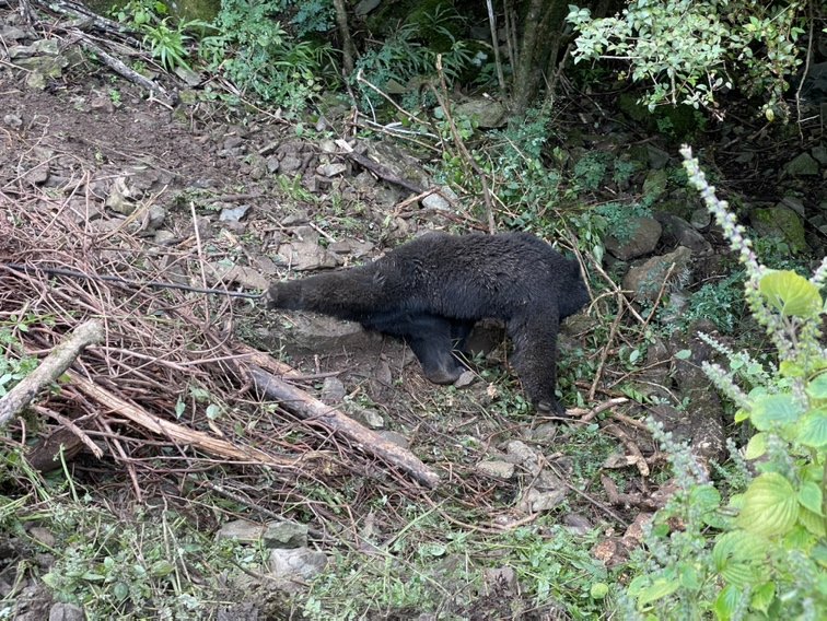 くくり罠にかかったクマ（提供：体感型動物園iZoo）