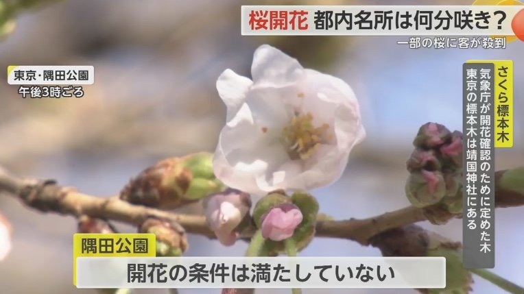 スカイツリーが見られる公園の桜