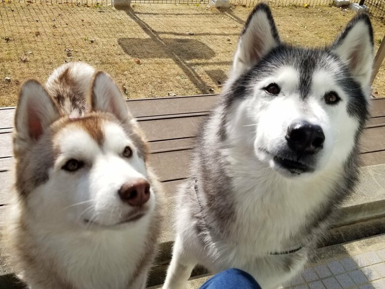 オリーブちゃんもゆづくんもドッグランで遊ぶのは好き