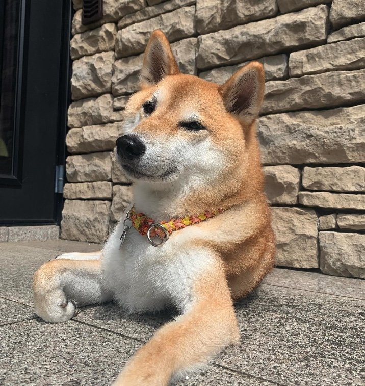 提供：柴犬 しんさん