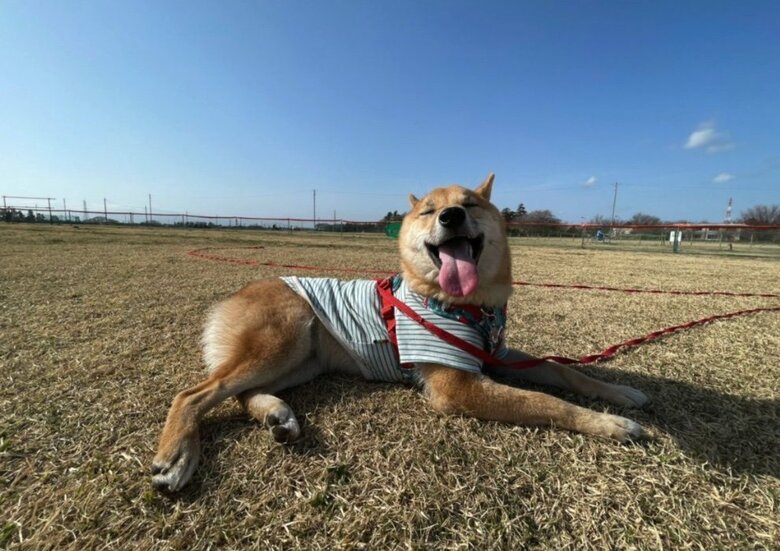 提供：柴犬まるやん日記さん