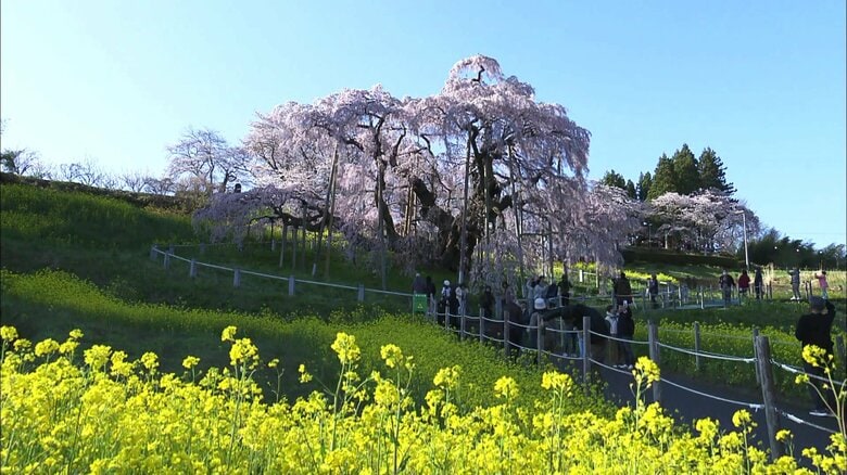 菜の花とのコントラスト