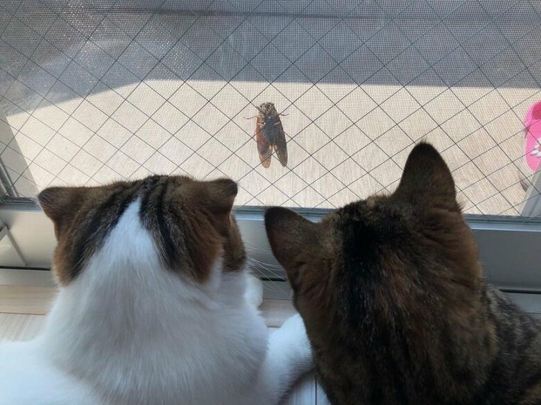 セミに夢中の2匹