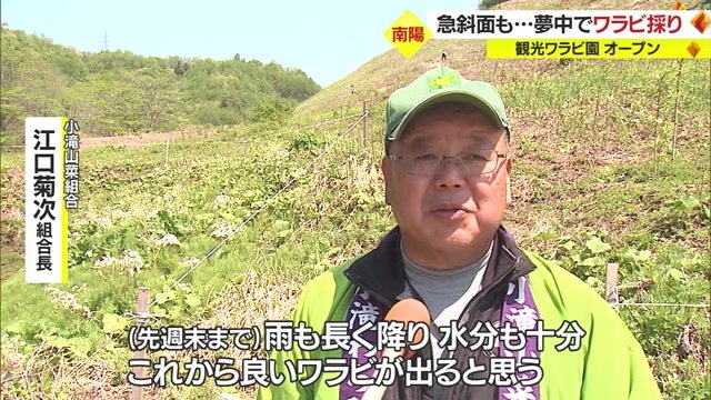 これからのワラビも最高。来園お待ちしてます