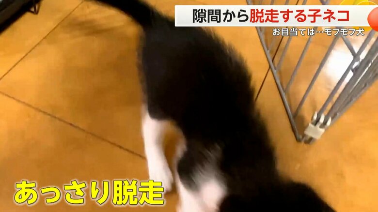 幅3.5cmの隙間から抜け出し、あきらめず何度もケージから脱走していたアミくん