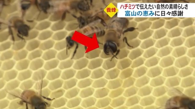 オスのハチは3～5%しかいないという