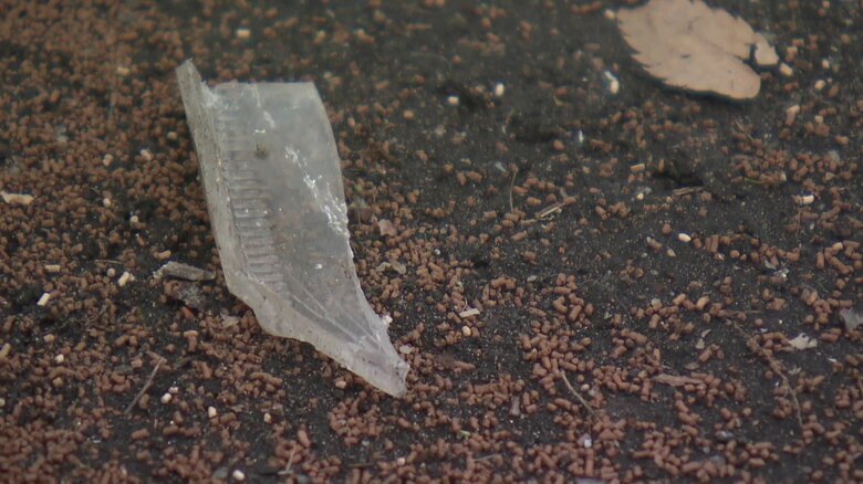 娘を思い　事故の様子が記録されたドライブレコーダーの映像を見る決断