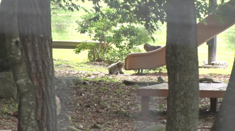公園にもサルの姿（長野県安曇野市）