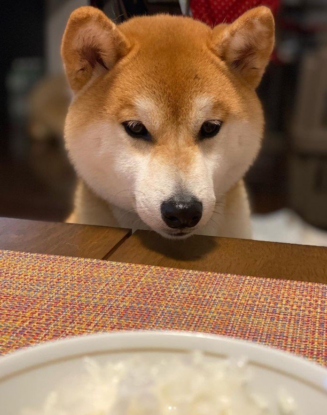 提供：torakichi602さん