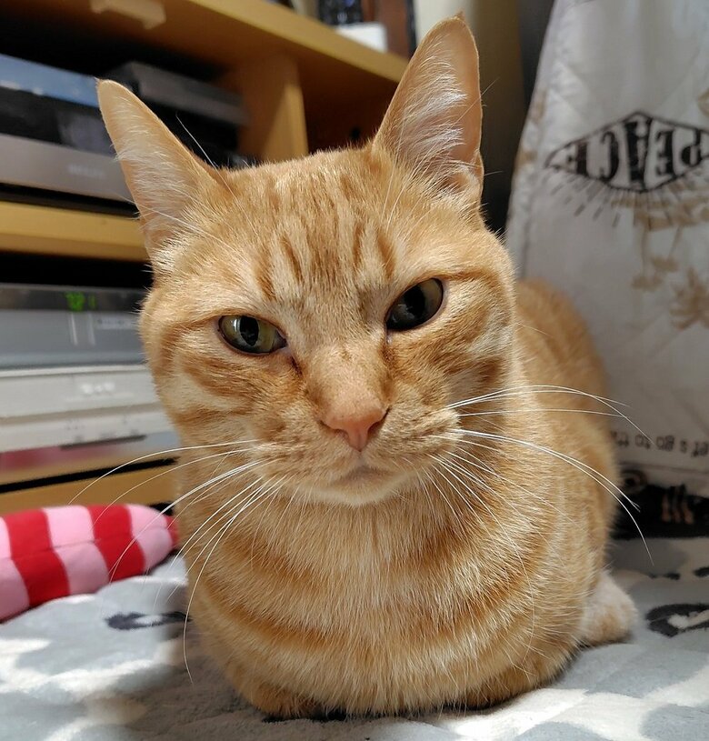 手をしまっている