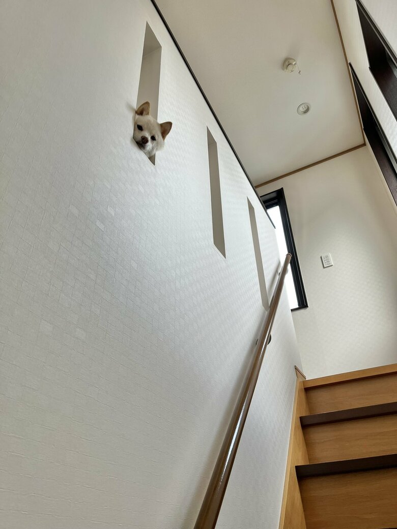 ひょっこり
