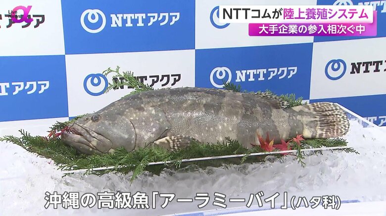 陸上養殖システムで養殖する沖縄の高級魚アーラミーバイ