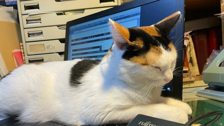 パソコンの上でまったりすることも