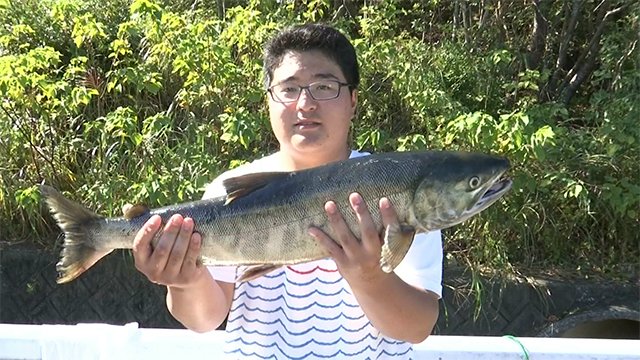 天草の川でサケ 散歩中の高校生が発見【熊本】