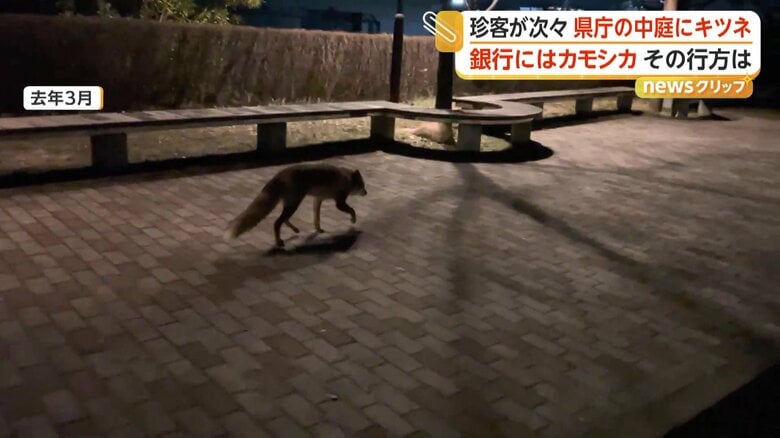 2025年3月にも市街地でキツネが目撃されていた（新潟市）