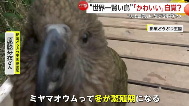 冬が繁殖期になるミヤマオウム