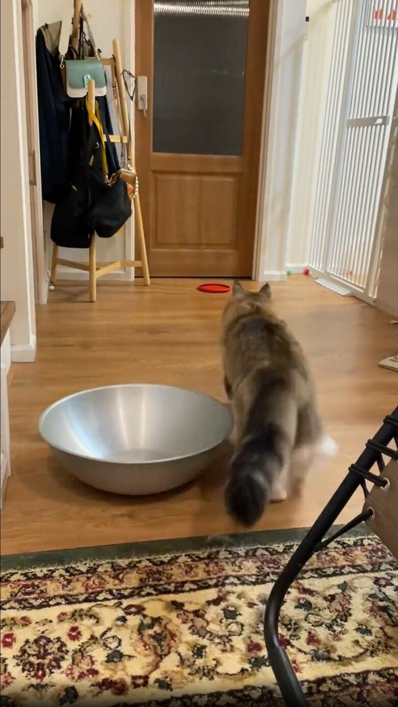 提供：しろあん でっかい北欧猫さん