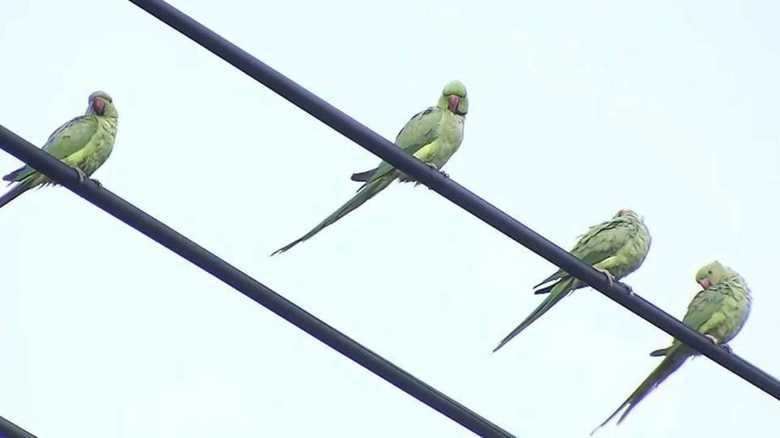 Nonnative Parrots Flock in Kawasaki