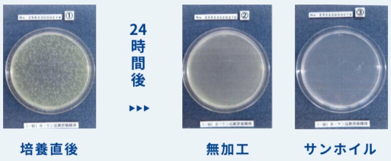 緑濃菌の培養直後と24時間後の比較。一番右が「サンホイル」を使用