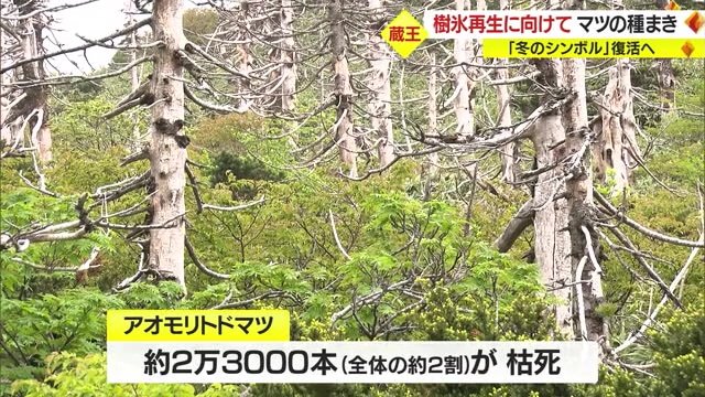 約2万3000本が枯死