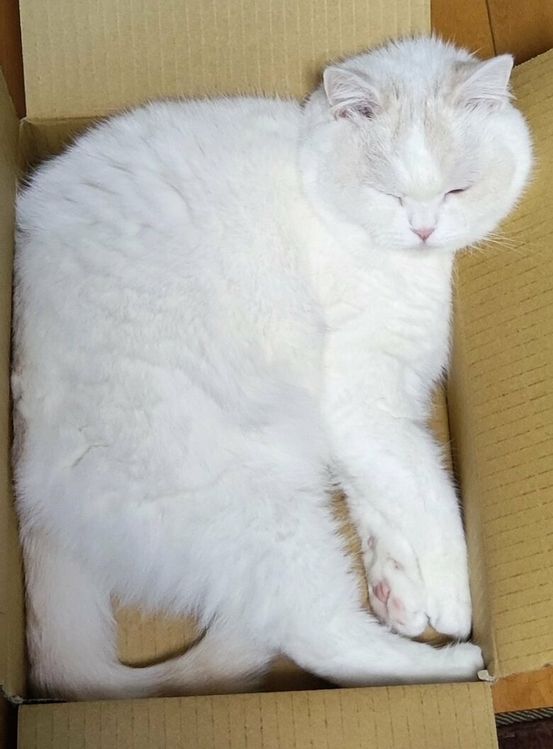 頭をちょうど良い位置に乗せて寝ている